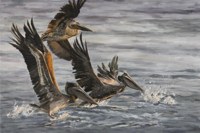 Pelican Ascension